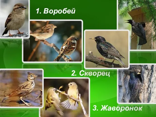 1. Воробей 2. Скворец 3. Жаворонок