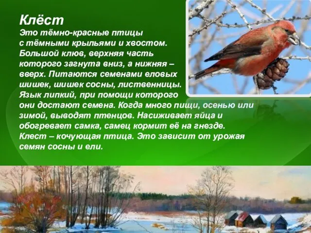 Это тёмно-красные птицы с тёмными крыльями и хвостом. Большой клюв,