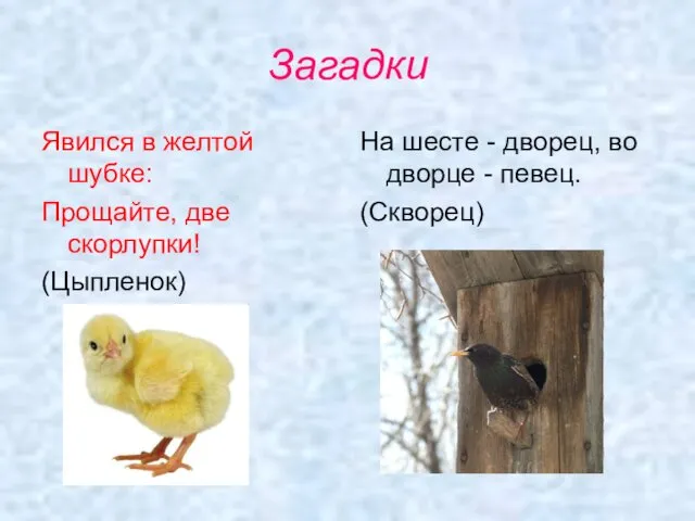 Загадки Явился в желтой шубке: Прощайте, две скорлупки! (Цыпленок) На