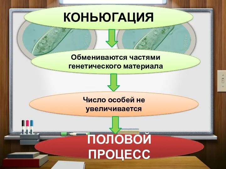 КОНЬЮГАЦИЯ Обмениваются частями генетического материала Число особей не увеличивается ПОЛОВОЙ ПРОЦЕСС