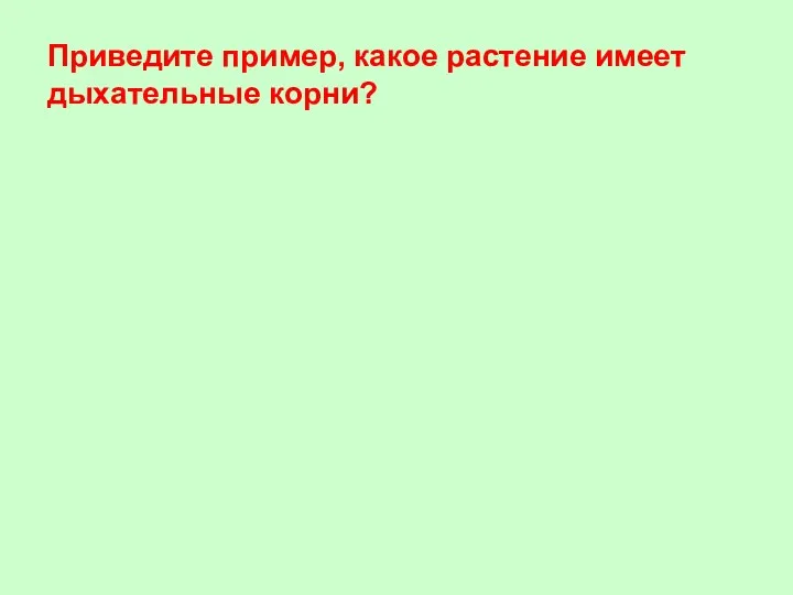 Приведите пример, какое растение имеет дыхательные корни?