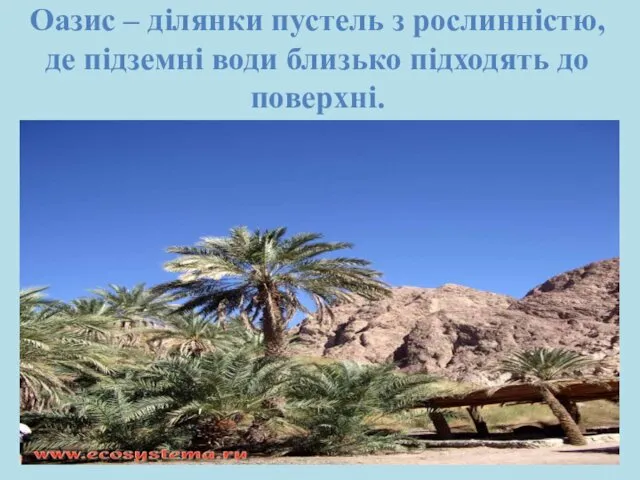 Оазис – ділянки пустель з рослинністю, де підземні води близько підходять до поверхні.