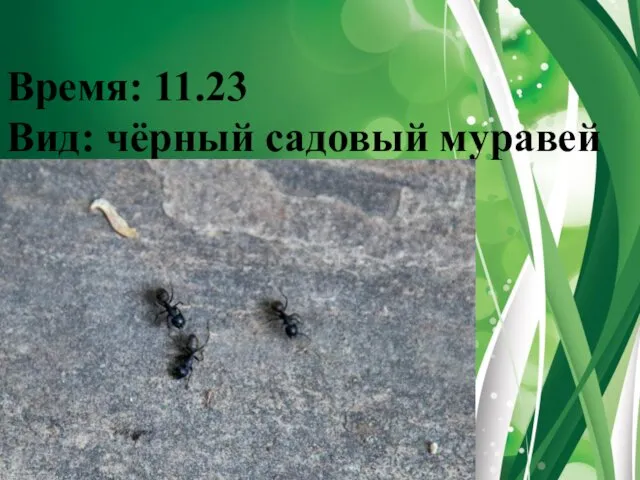 Время: 11.23 Вид: чёрный садовый муравей