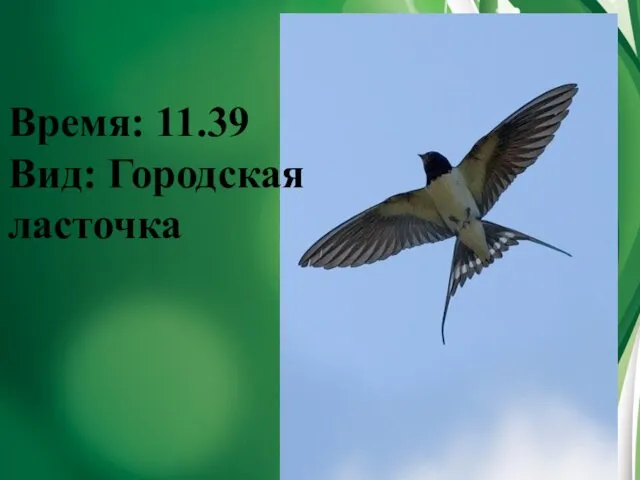 Время: 11.39 Вид: Городская ласточка