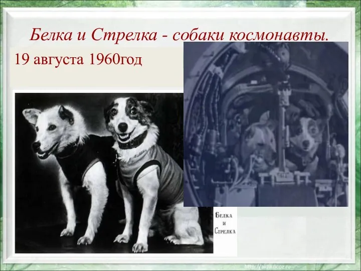 Белка и Стрелка - собаки космонавты. 19 августа 1960год
