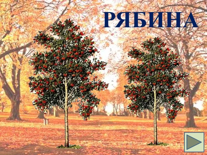 РЯБИНА