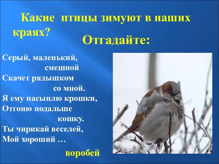 Отгадайте: Какие птицы зимуют в наших краях? Серый, маленький, смешной