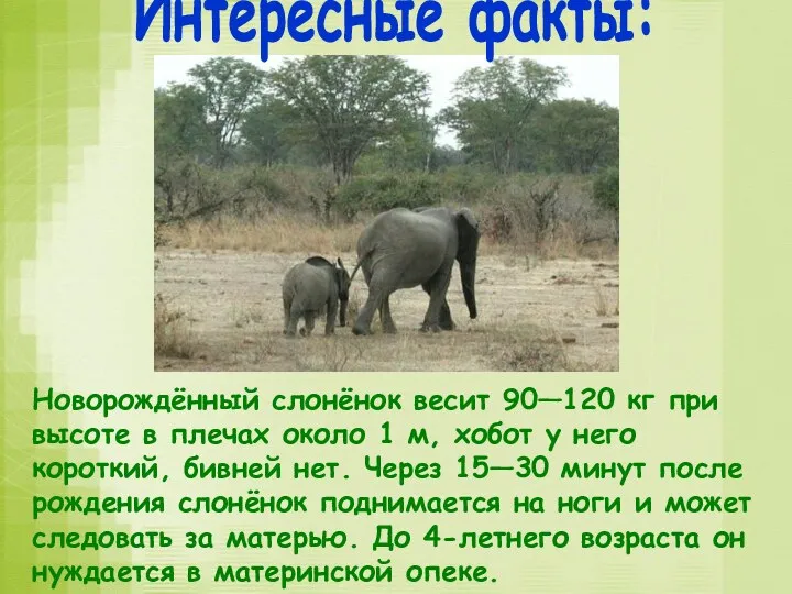 Новорождённый слонёнок весит 90—120 кг при высоте в плечах около