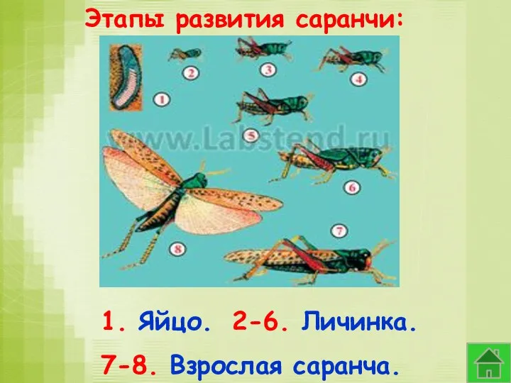 Этапы развития саранчи: 1. Яйцо. 2-6. Личинка. 7-8. Взрослая саранча.