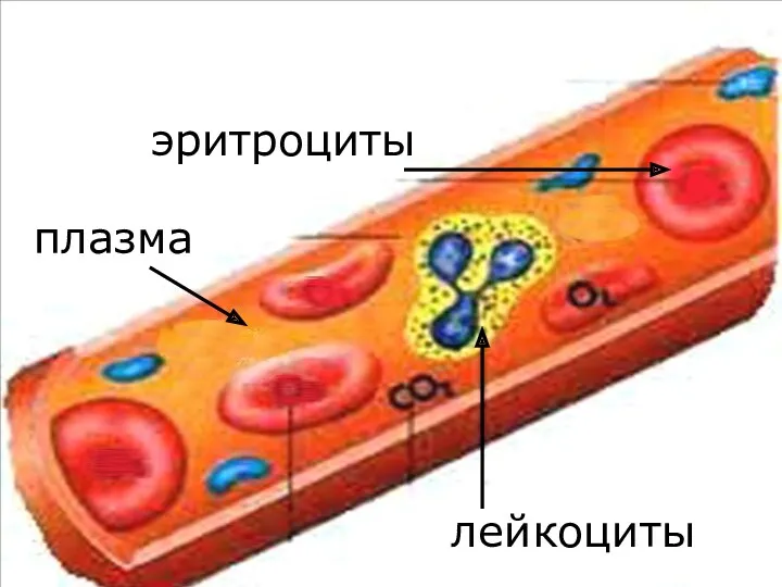 эритроциты плазма лейкоциты