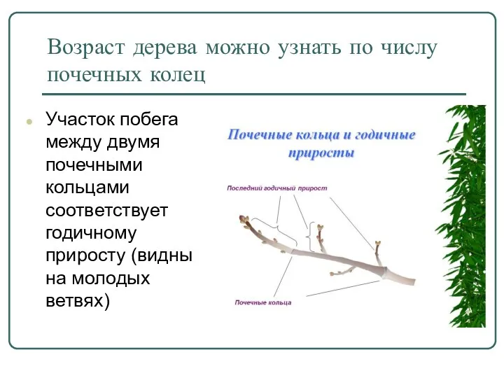 Возраст дерева можно узнать по числу почечных колец Участок побега