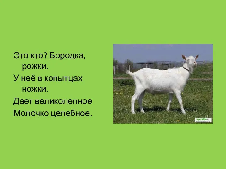 Это кто? Бородка, рожки. У неё в копытцах ножки. Дает великолепное Молочко целебное.