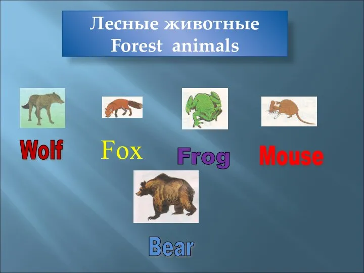 Лесные животные Forest animals Fox Frog Mouse Bear Wolf