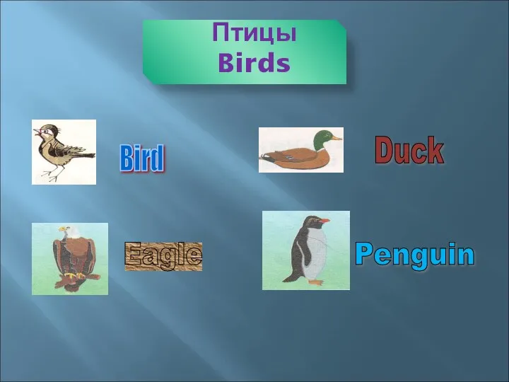 Птицы Birds Bird Duck Eagle Penguin