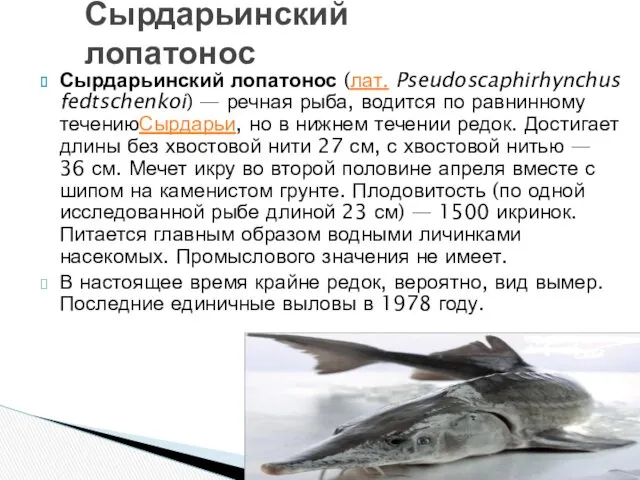 Сырдарьинский лопатонос (лат. Pseudoscaphirhynchus fedtschenkoi) — речная рыба, водится по