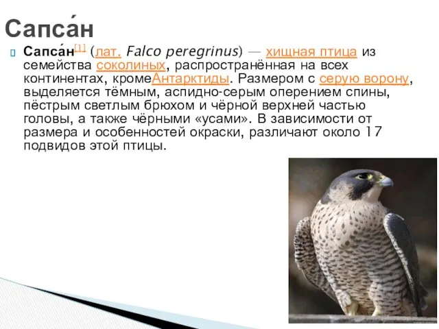 Сапса́н[1] (лат. Falco peregrinus) — хищная птица из семейства соколиных,