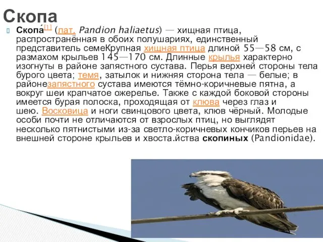 Скопа́[1] (лат. Pandion haliaetus) — хищная птица, распространённая в обоих