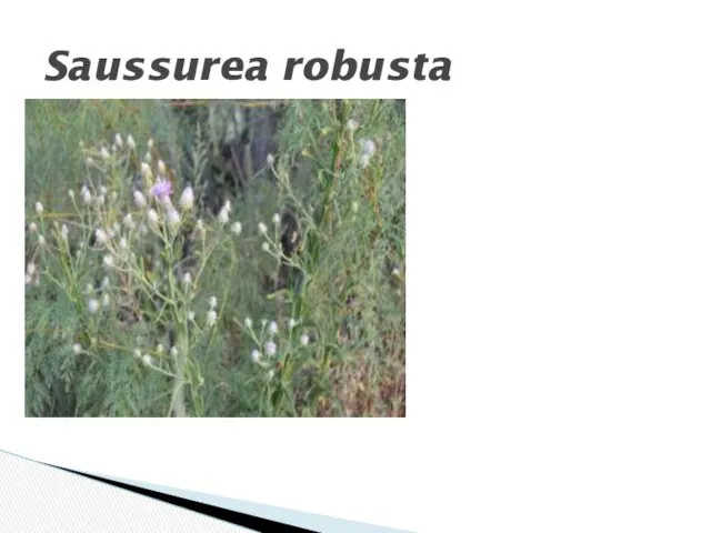 Saussurea robusta