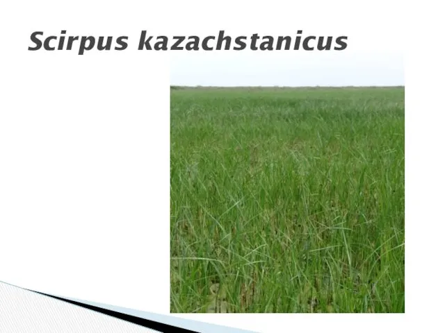 Scirpus kazachstanicus