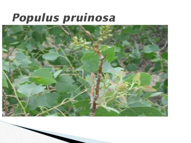 Populus pruinosa