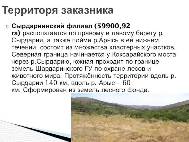 Сырдариинский филиал (59900,92 га) располагается по правому и левому берегу