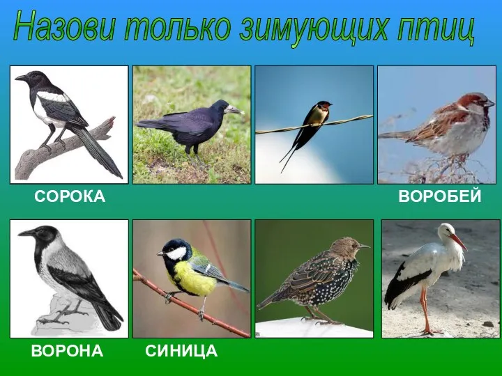 Назови только зимующих птиц СОРОКА ВОРОБЕЙ ВОРОНА СИНИЦА