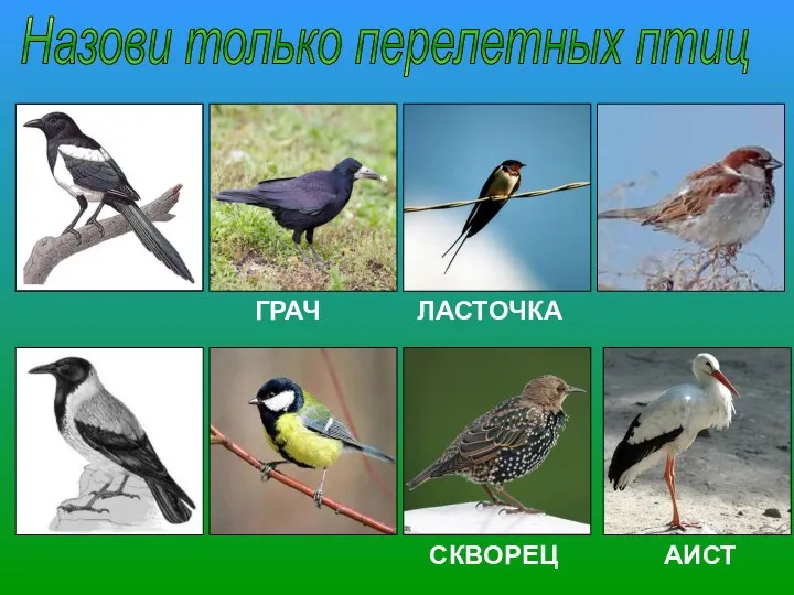 Назови только перелетных птиц ГРАЧ ЛАСТОЧКА СКВОРЕЦ АИСТ