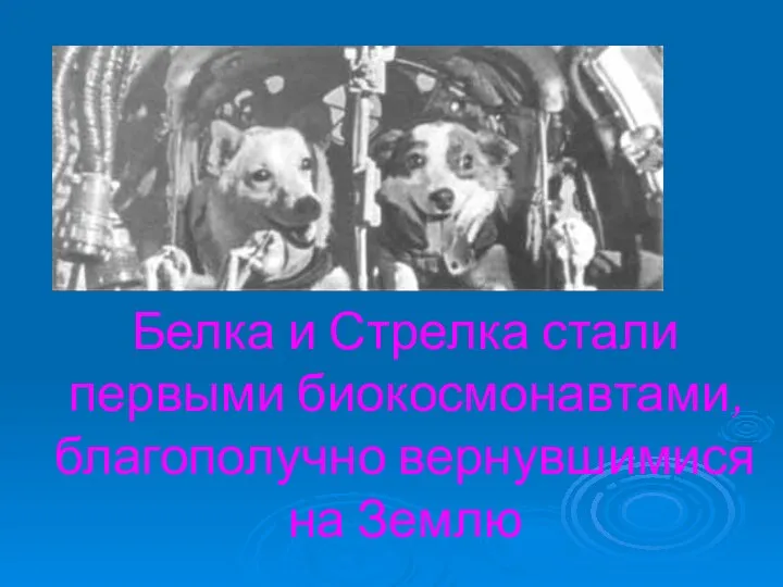 Белка и Стрелка стали первыми биокосмонавтами, благополучно вернувшимися на Землю