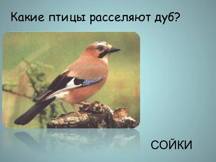 Какие птицы расселяют дуб? СОЙКИ