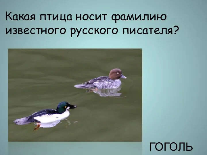 Какая птица носит фамилию известного русского писателя? ГОГОЛЬ