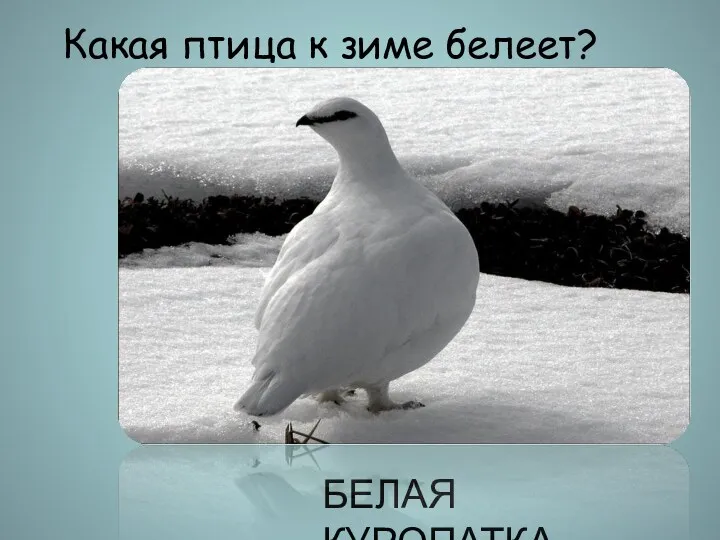 Какая птица к зиме белеет? БЕЛАЯ КУРОПАТКА