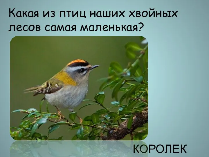 Какая из птиц наших хвойных лесов самая маленькая? КОРОЛЕК