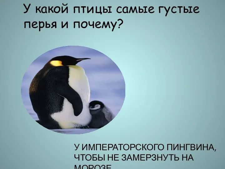 У какой птицы самые густые перья и почему? У ИМПЕРАТОРСКОГО ПИНГВИНА, ЧТОБЫ НЕ ЗАМЕРЗНУТЬ НА МОРОЗЕ