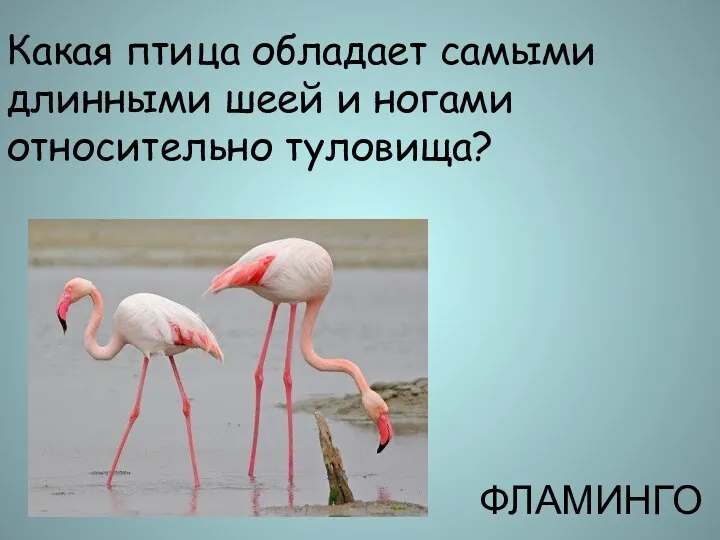 Какая птица обладает самыми длинными шеей и ногами относительно туловища? ФЛАМИНГО