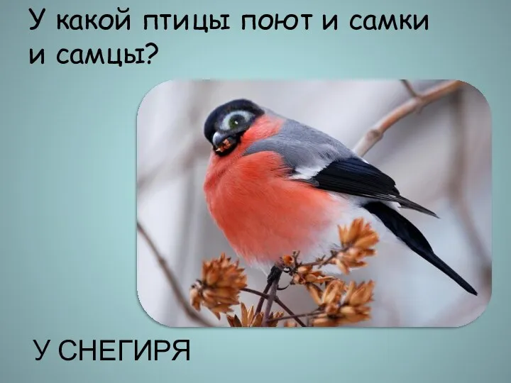 У какой птицы поют и самки и самцы? У СНЕГИРЯ