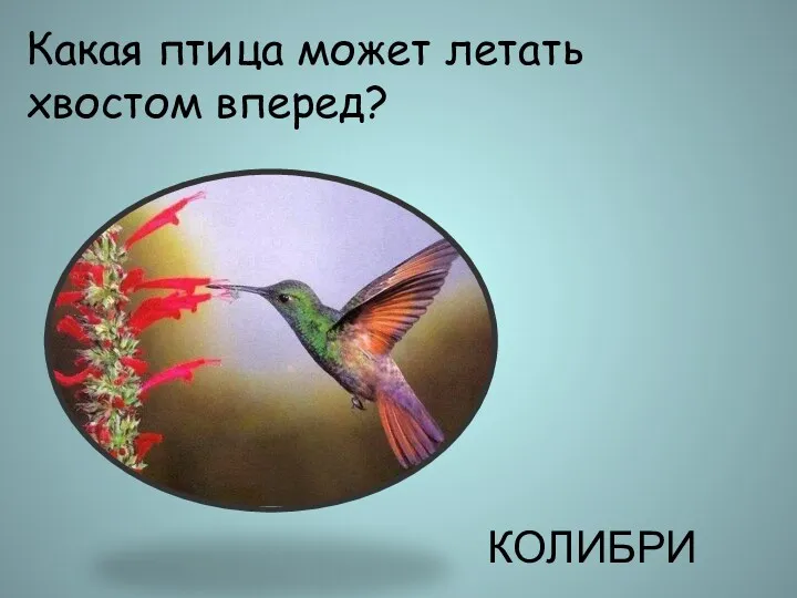 Какая птица может летать хвостом вперед? КОЛИБРИ