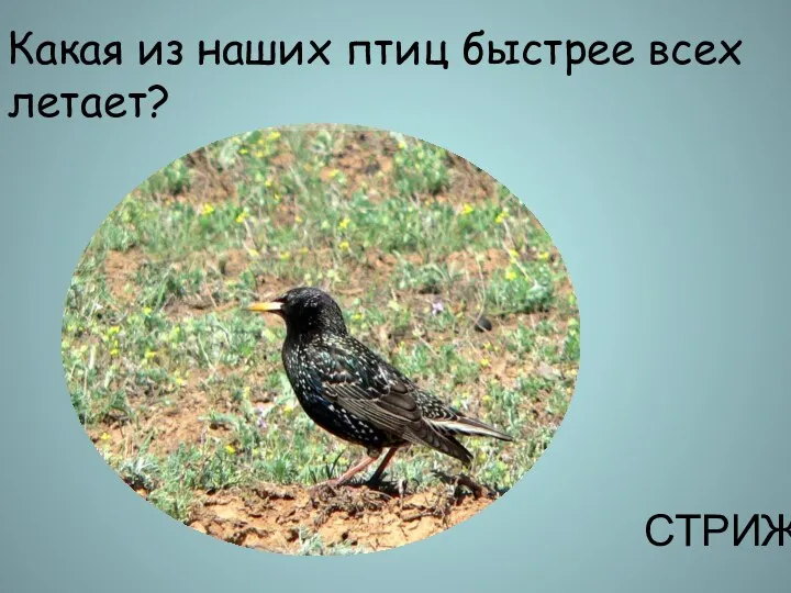 Какая из наших птиц быстрее всех летает? СТРИЖ