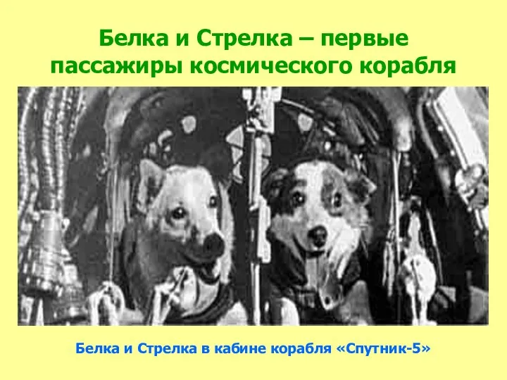 Белка и Стрелка – первые пассажиры космического корабля Белка и Стрелка в кабине корабля «Спутник-5»