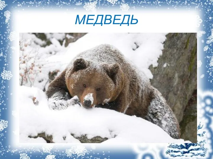 МЕДВЕДЬ