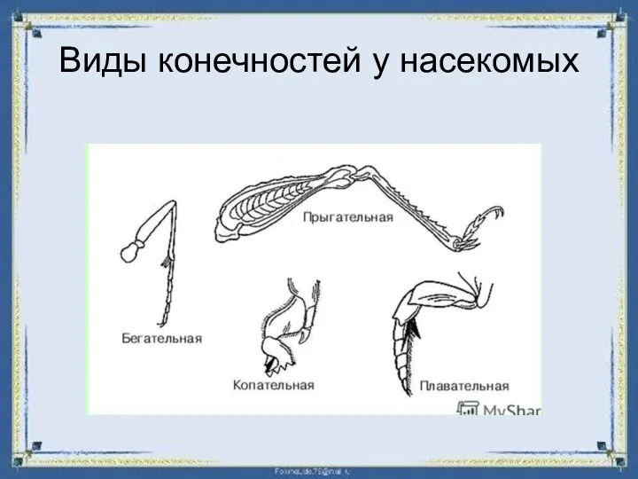 Виды конечностей у насекомых