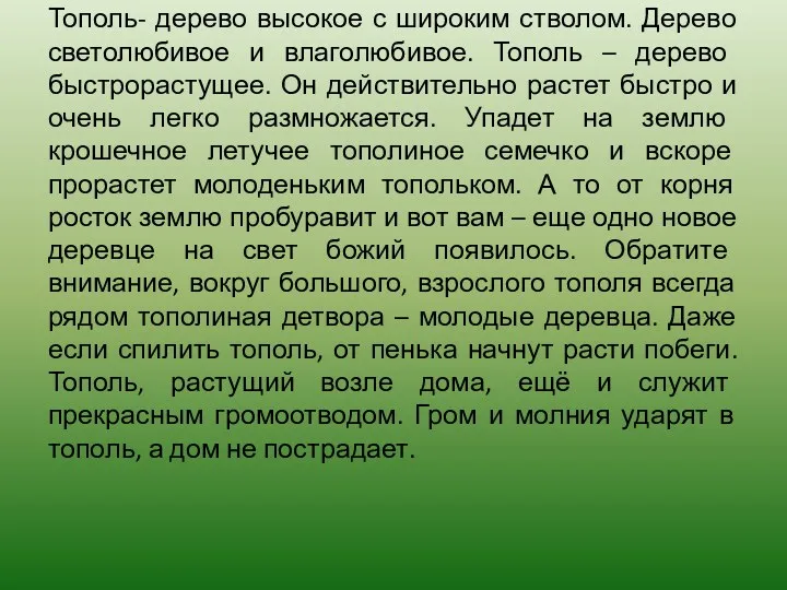 Тополь- дерево высокое с широким стволом. Дерево светолюбивое и влаголюбивое. Тополь – дерево