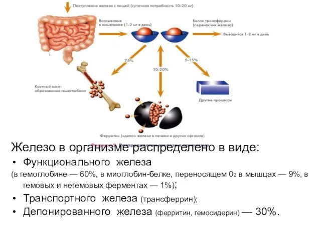 Железо в организме распределено в виде: Функционального железа (в гемоглобине