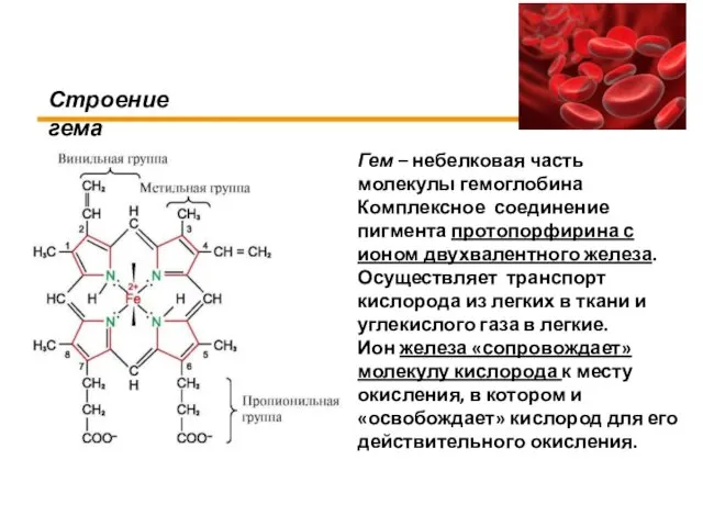 Строение гема Гем – небелковая часть молекулы гемоглобина Комплексное соединение