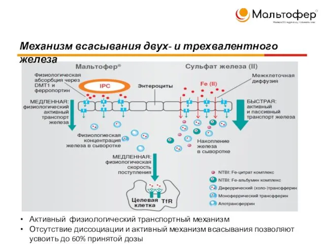 Механизм всасывания двух- и трехвалентного железа Активный физиологический транспортный механизм