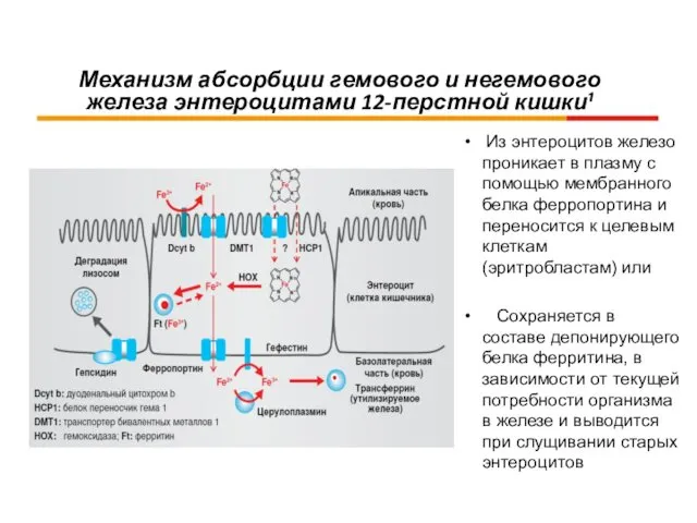 Механизм абсорбции гемового и негемового железа энтероцитами 12-перстной кишки¹ Из