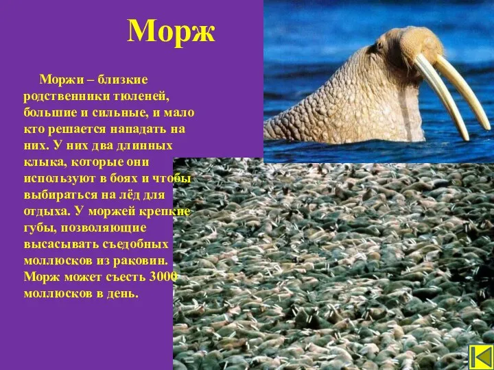 Морж Моржи – близкие родственники тюленей, большие и сильные, и мало кто решается