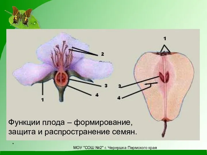 Из цветка образуется плод Функции плода – формирование, защита и