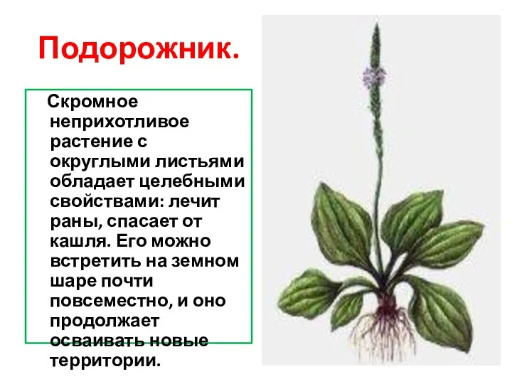 Подорожник. Скромное неприхотливое растение с округлыми листьями обладает целебными свойствами: лечит раны, спасает