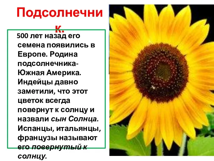 Подсолнечник. 500 лет назад его семена появились в Европе. Родина подсолнечника- Южная Америка.