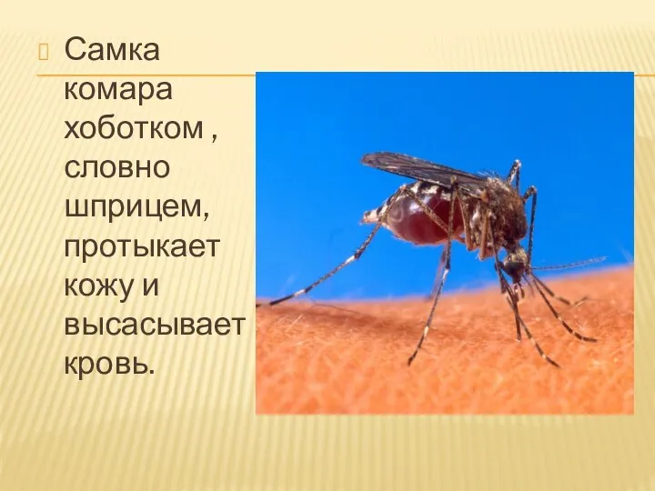Самка комара хоботком , словно шприцем, протыкает кожу и высасывает кровь.